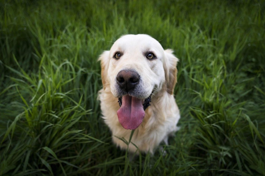 A dog observing its owner with pure trust, reflecting a relationship of love without training or tricks