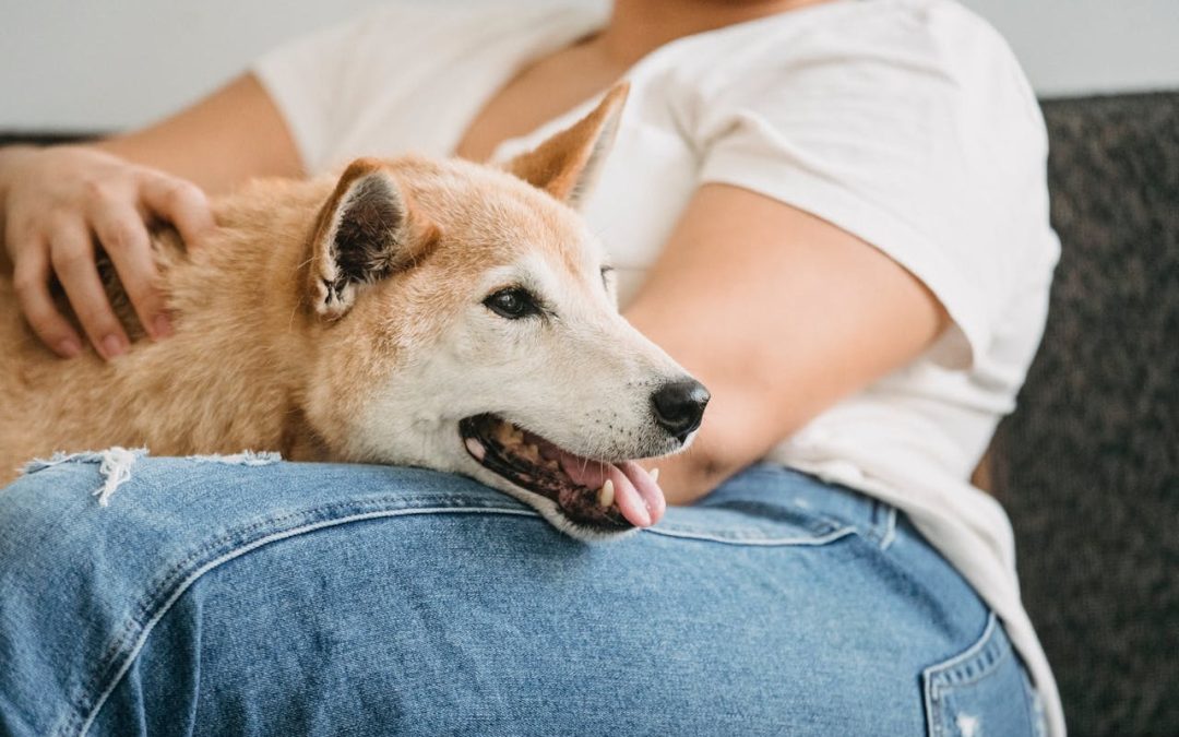 Should Dogs Eat Raw Meat? The Differences Between Dogs and Wolves