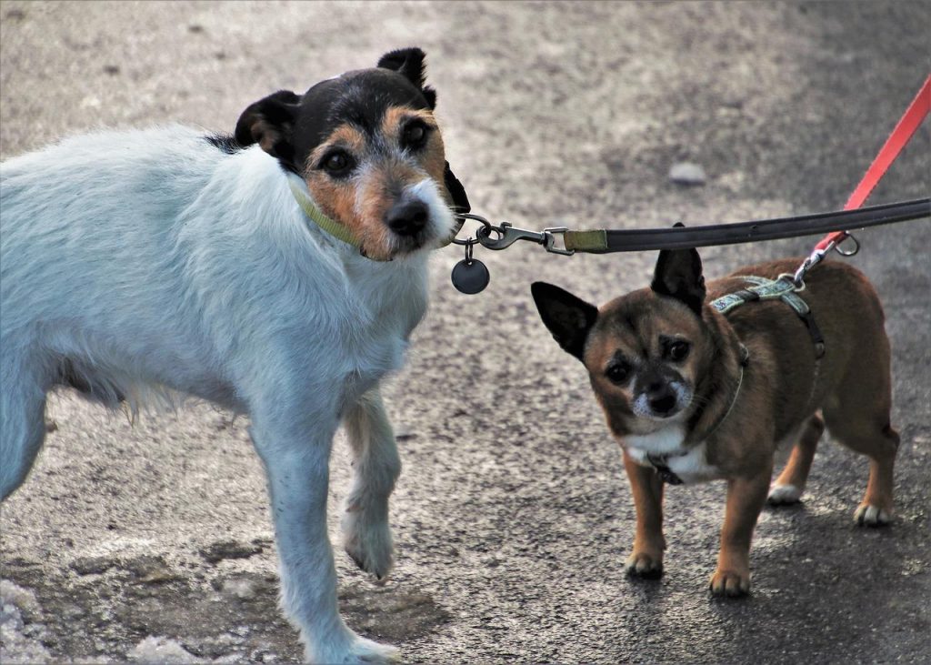 Two small dogs on leashes during a walk, illustrating the restricted space and why a dog freezes