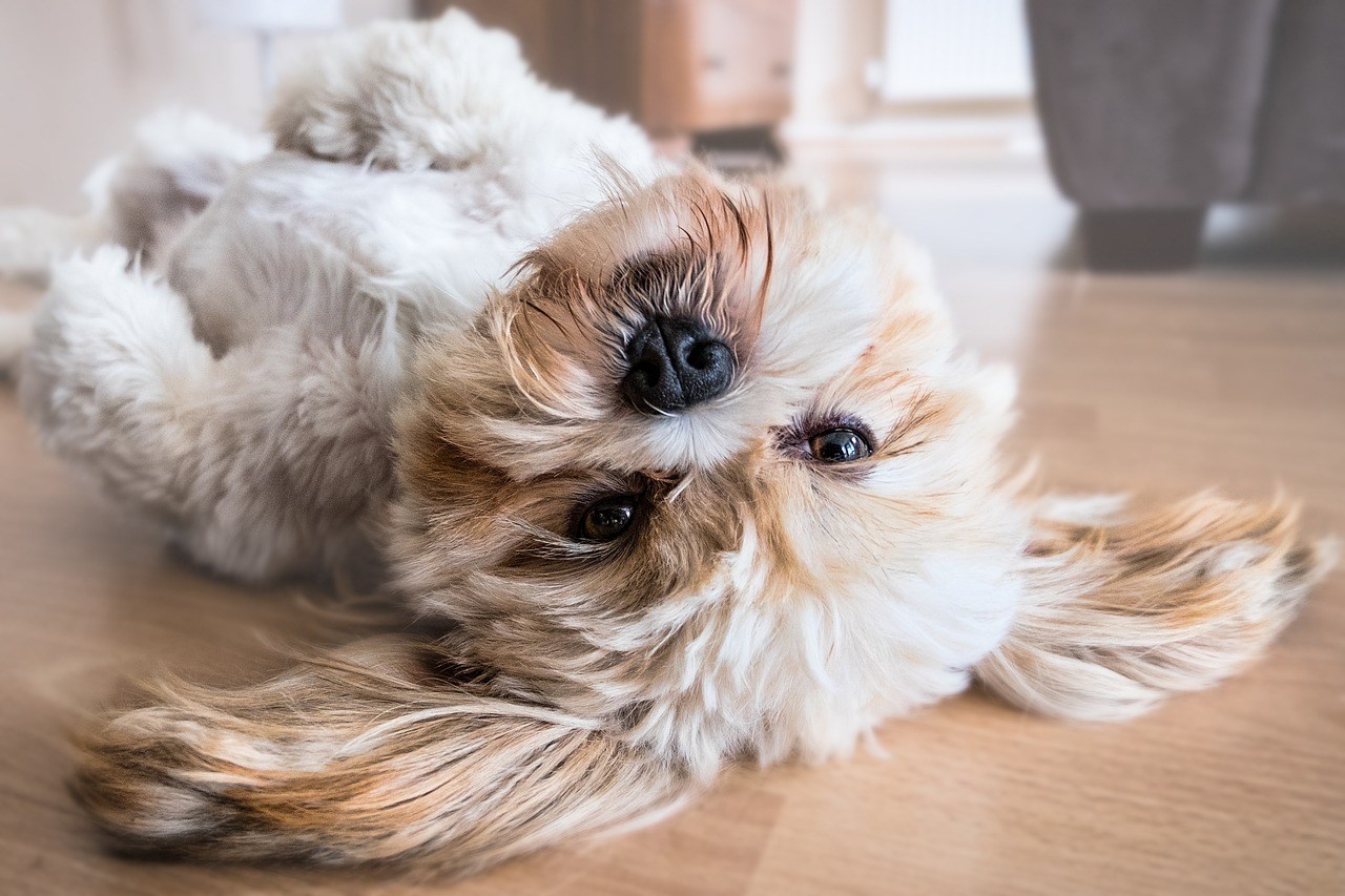 A small white dog lying relaxed on its back in a home, illustrating the dog as a mirror of its owner's inner calm and authenticity
