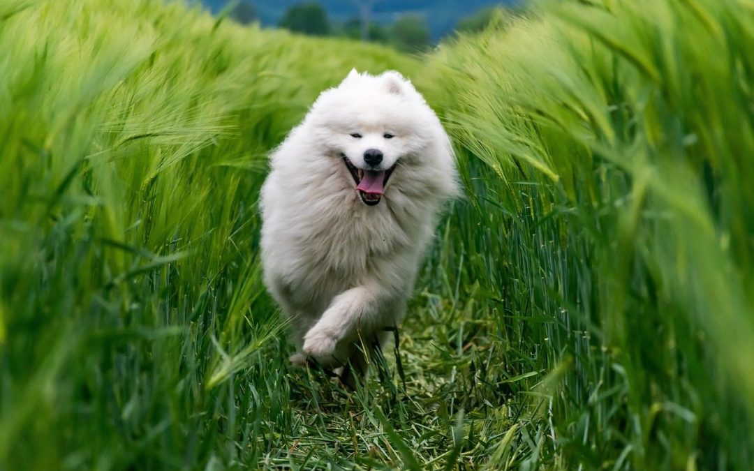 A dog running freely in nature as a symbol of freedom and happiness
