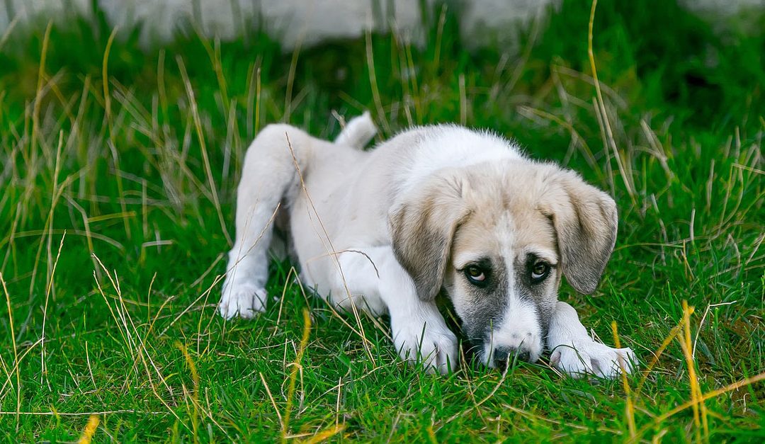 Natural Remedy for Dog Diarrhea: Carrot Soup – A Simple and Effective Home Remedy