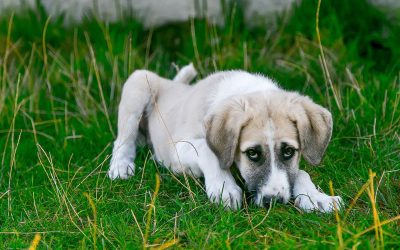Natural Remedy for Dog Diarrhea: Carrot Soup – A Simple and Effective Home Remedy