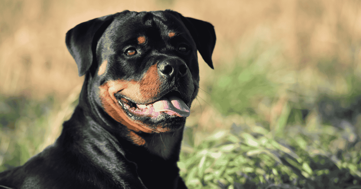 Calculating how much food a dog should eat per day using the 3 percent formula