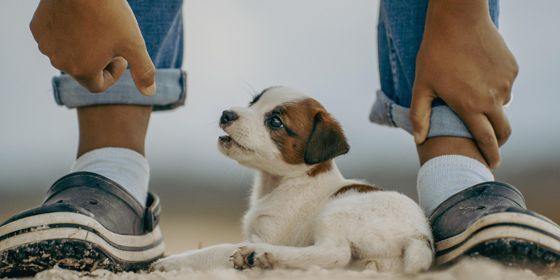 A small puppy standing between a human's feet, symbolizing trust within the human dog relationship