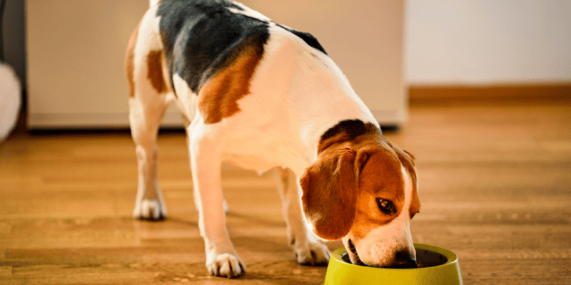 An adult dog eating one meal a day to support digestive rest