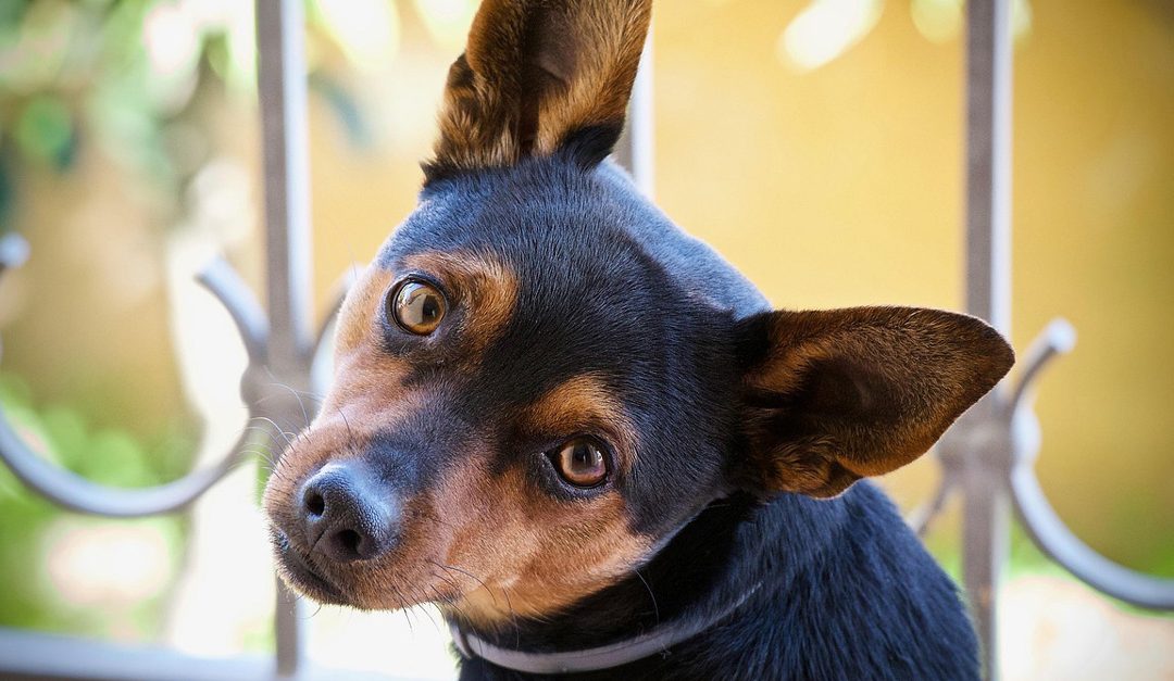 Why We See Our Dogs as Our Children