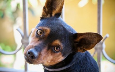 Why We See Our Dogs as Our Children