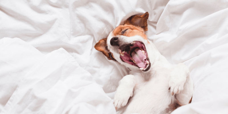 A dog resting peacefully on its bed, demonstrating the telepathic connection with a dog and the power of energetic boundaries