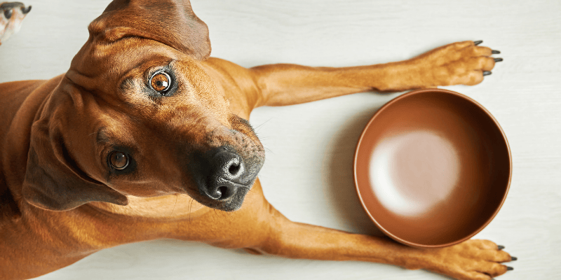 A dog lying down waiting patiently for a meal, illustrating why your dog won’t eat from their bowl without a ritual