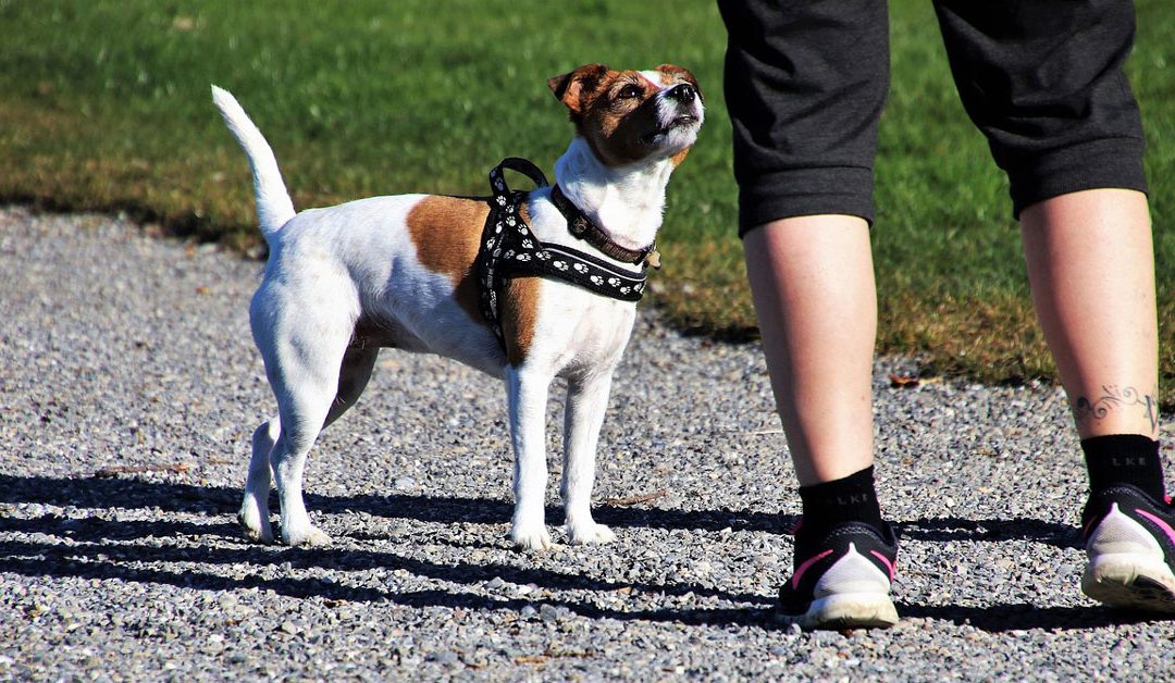 The Dog and the Human: A Bond That Transcends Natural Hierarchy