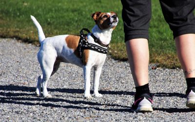 The Dog and the Human: A Bond That Transcends Natural Hierarchy