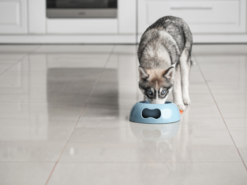 Homemade natural allergy relief cubes made with honey, pollen, and spirulina