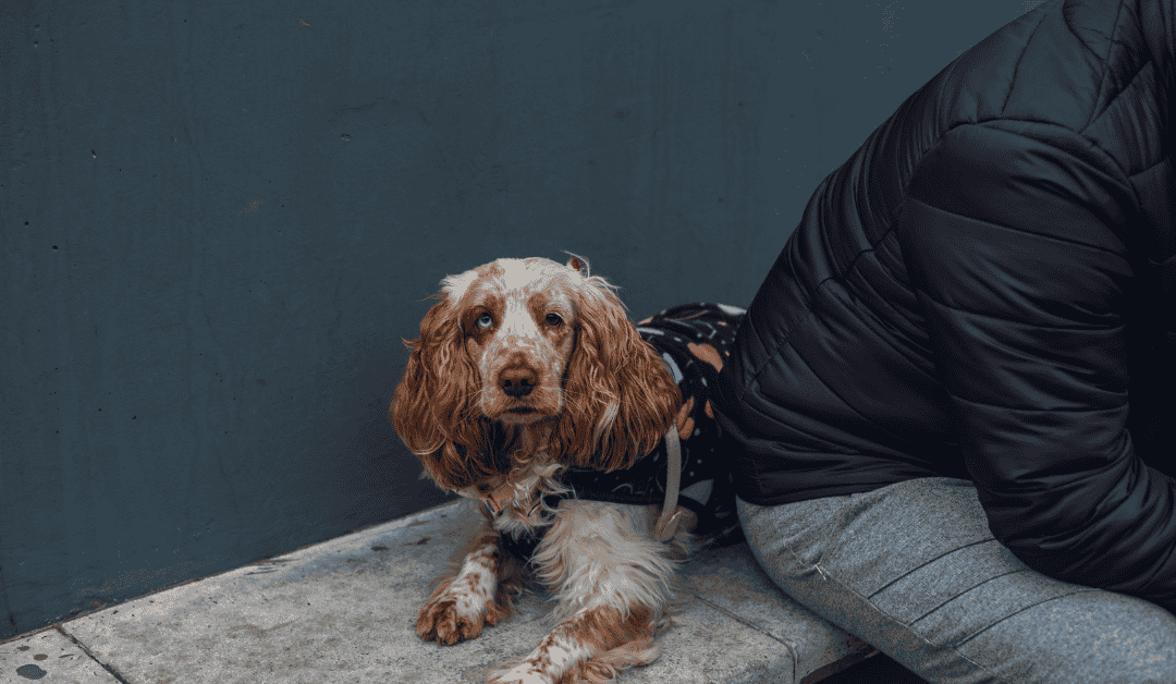 Punishing a Dog Means Punishing Ourselves the Most