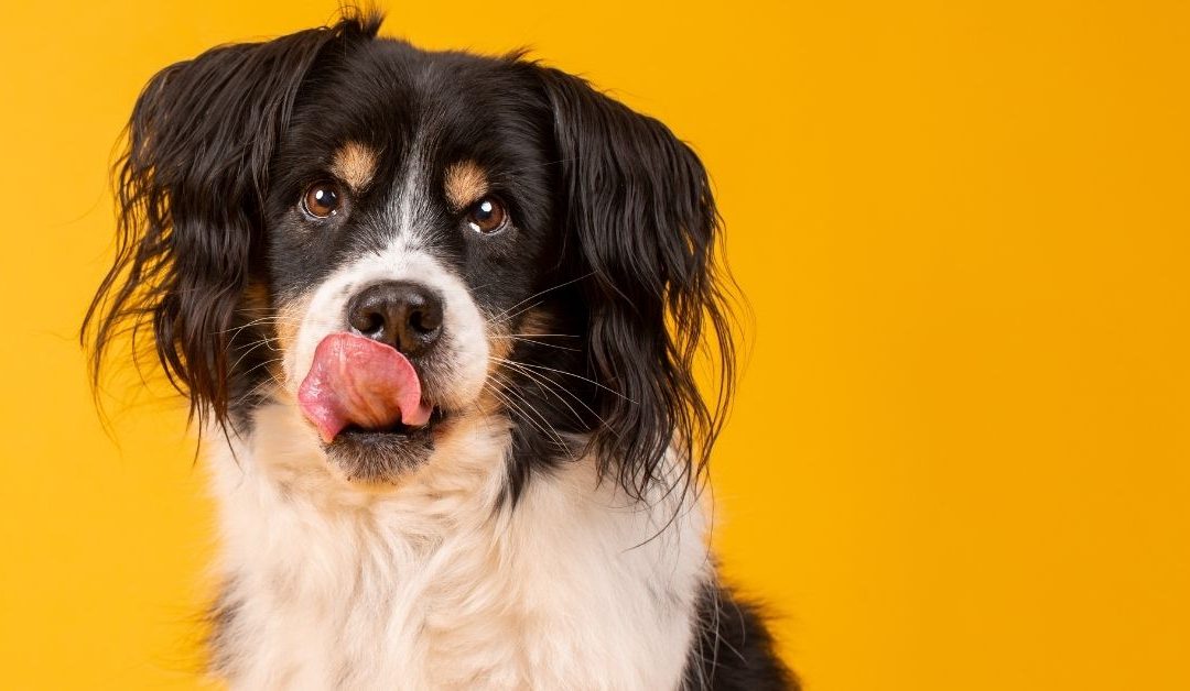A dog licking its nose to illustrate why does a dog lick its nose so often due to allergies or scents