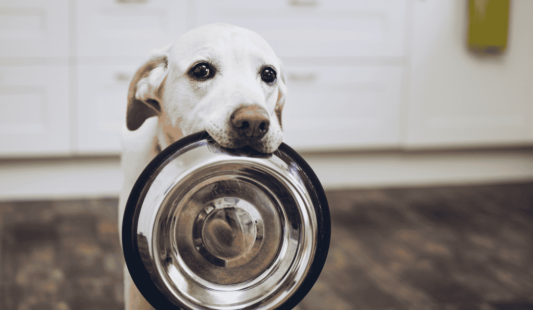 Why Your Dog Won’t Eat from Their Bowl