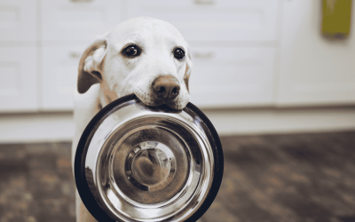 Why Your Dog Won’t Eat from Their Bowl