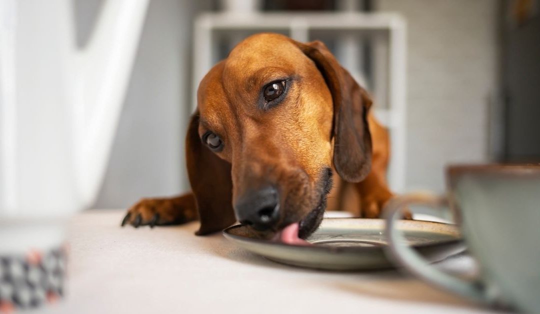 My Dog Ate Something: How to React and Prevent Poisoning
