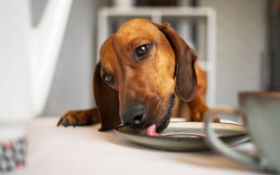 My Dog Ate Something: How to React and Prevent Poisoning