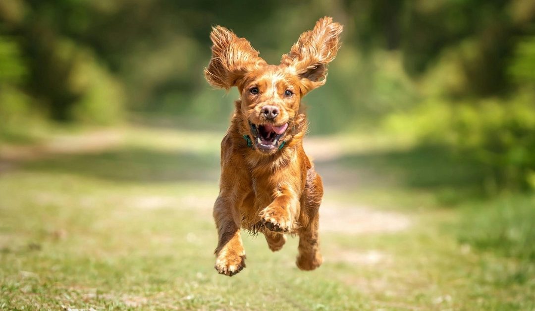 A healthy and stress-free dog in nature as a symbol of canine health preservation