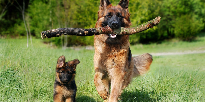 A dog with baby-like features next to an adult, illustrating neoteny and why we see our dogs as our children