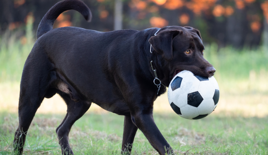 A dog playing with a ball in a safe backyard instead of dog parks to reduce stress