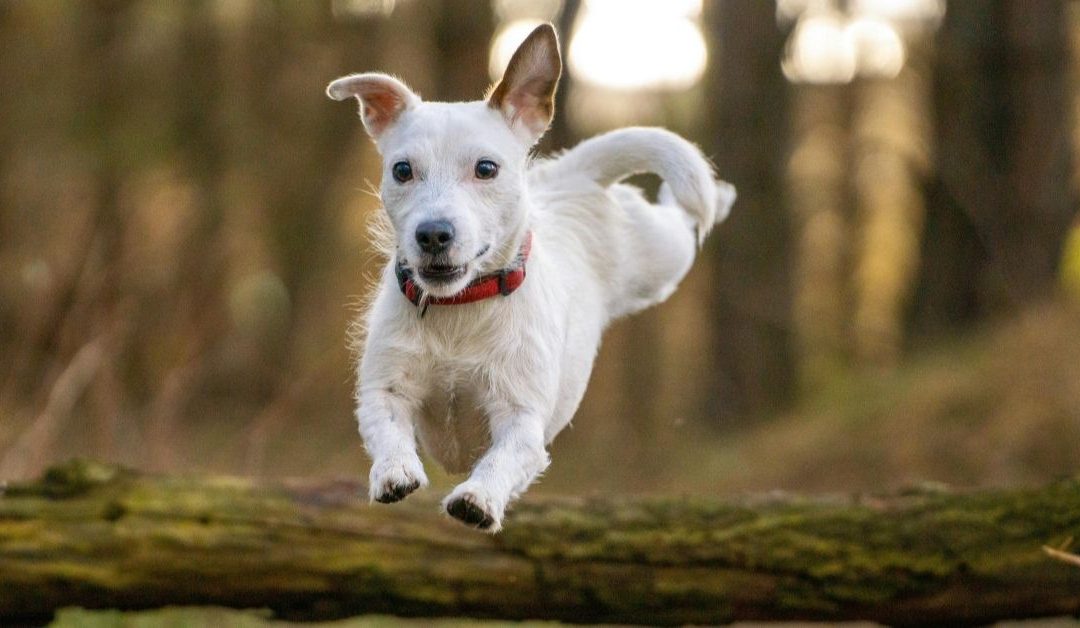 A hyperactive dog jumping when seeing the leash as a sign of over-excitement