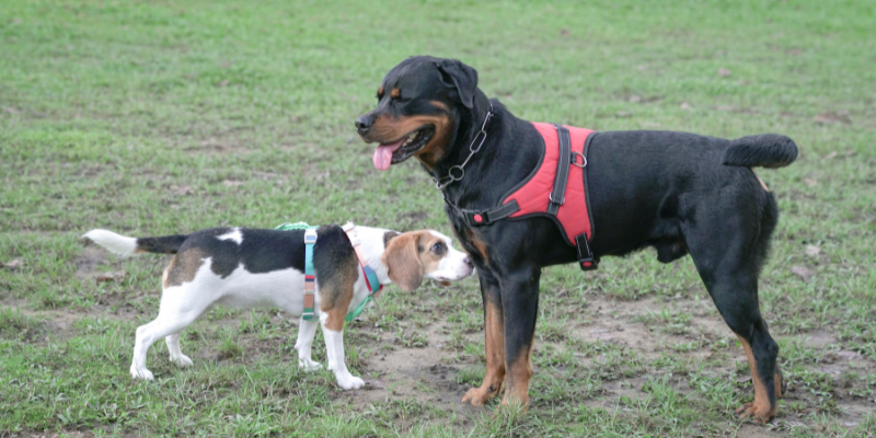 A Rottweiler and a Beagle in a dog park, illustrating the potential stress and tension in dog parks