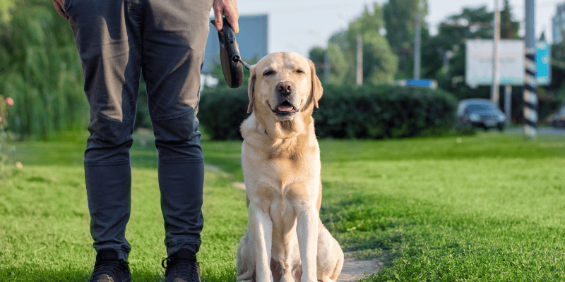A calm owner demonstrating leash exercises to help a hyperactive dog focus