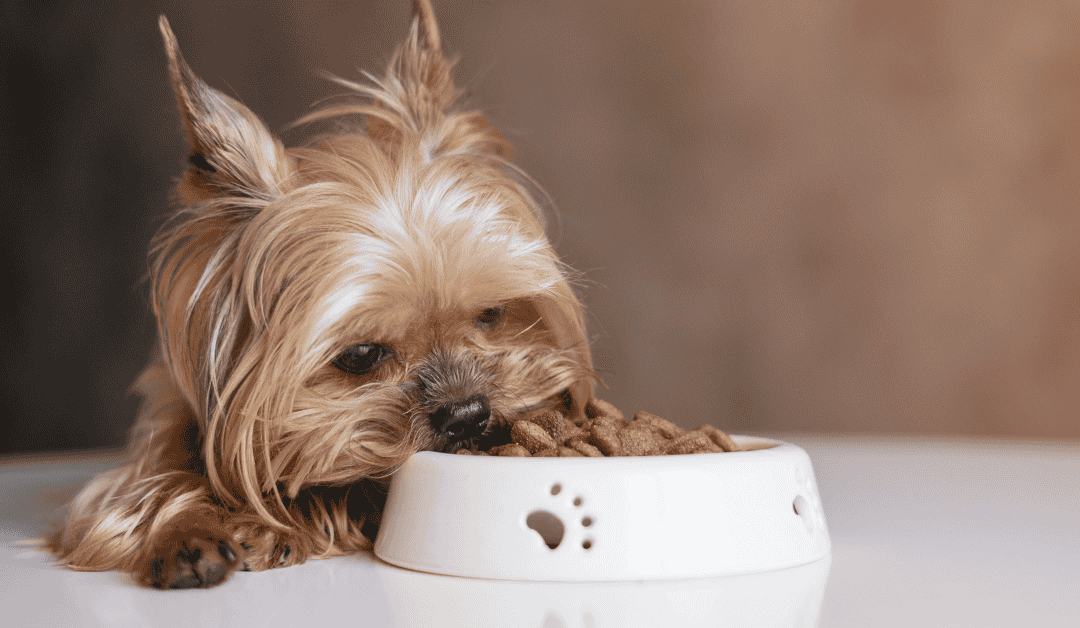 A six month old puppy eating from a bowl illustrating a twice-daily feeding schedule