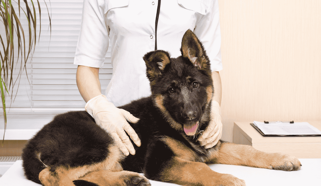 Parvovirus in Dogs: Why a Vaccinated Dog Can Still Get Sick