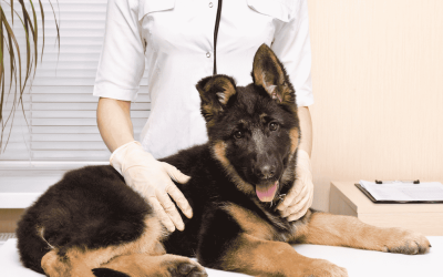 Parvovirus in Dogs: Why a Vaccinated Dog Can Still Get Sick