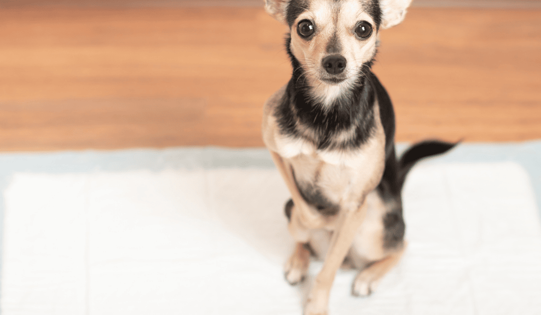 How to Teach a Puppy to Use a Pee Pad