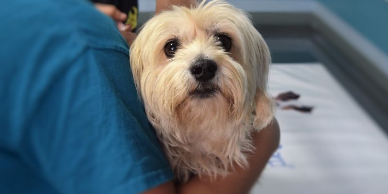 A veterinarian examines a dog in a clinic, stressing professional care for dog poisoning prevention