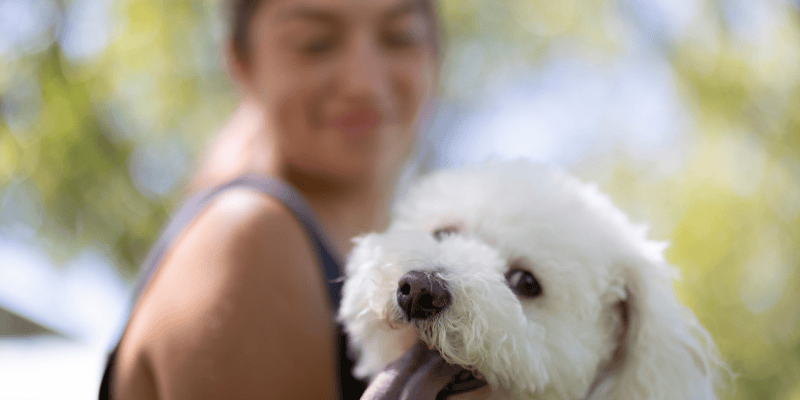 An owner observing a dog licking its nose to understand why does a dog lick its nose so often and detect signals