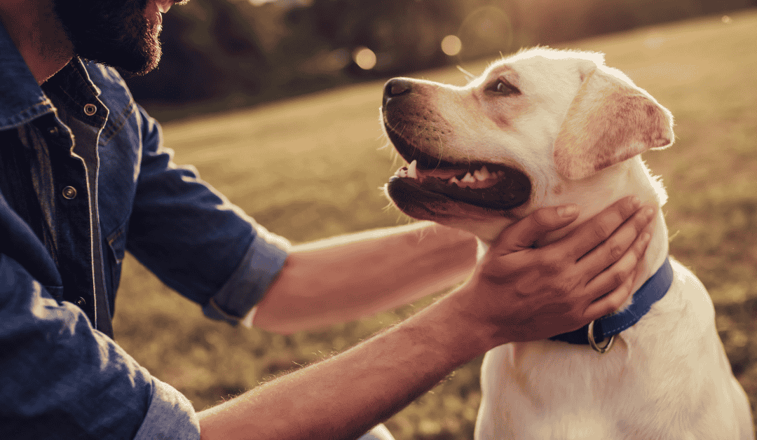Telepathic Connection with Your Dog: Is It Possible and How to Recognize It?