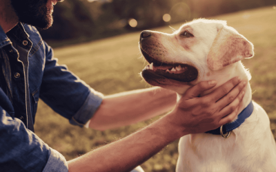 Telepathic Connection with Your Dog: Is It Possible and How to Recognize It?