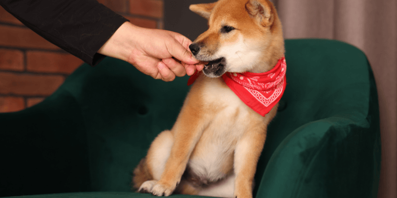Rewarding a puppy for correctly using a pee pad