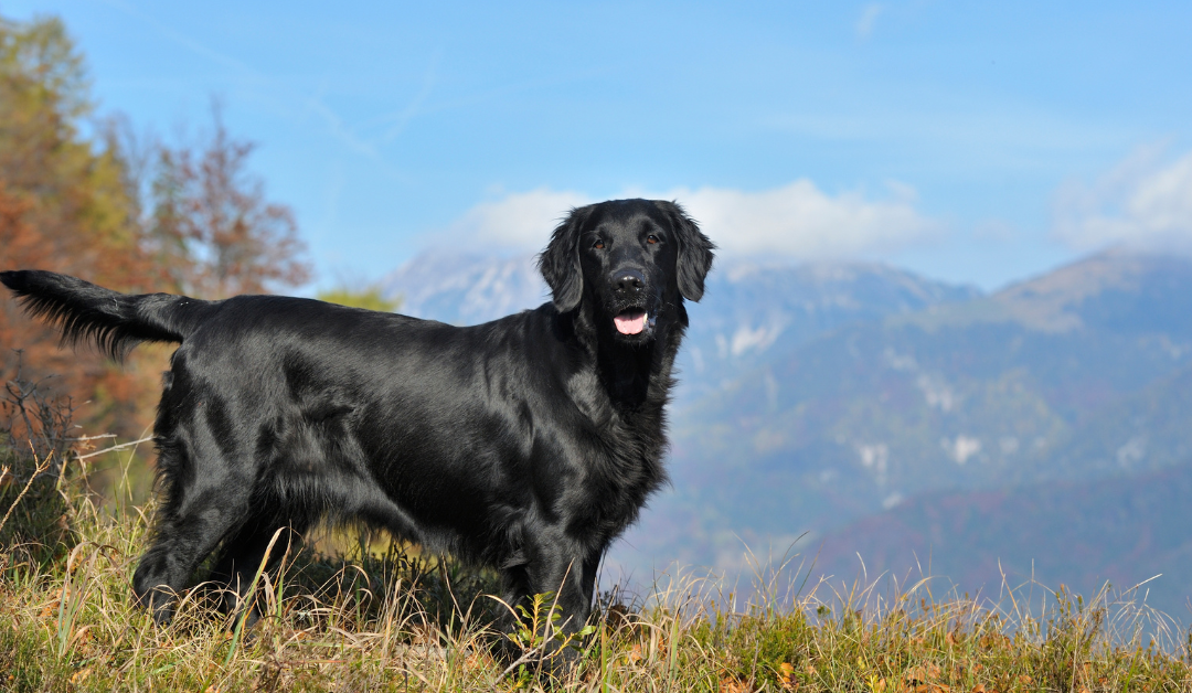 A healthy dog with no allergy symptoms after using natural remedies