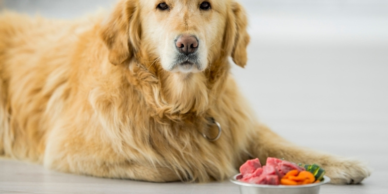 Proper dog nutrition as a key to health and disease prevention