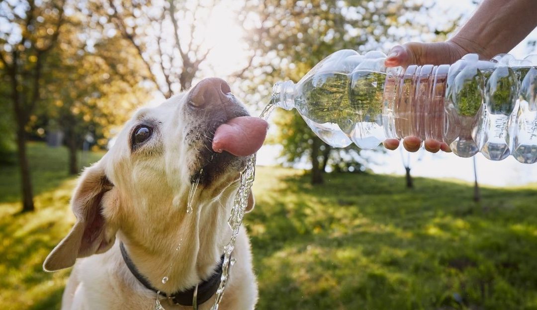 Why Dogs That Eat Dry Food Are Often Dehydrated