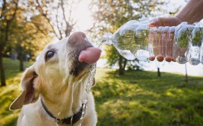 Why Dogs That Eat Dry Food Are Often Dehydrated