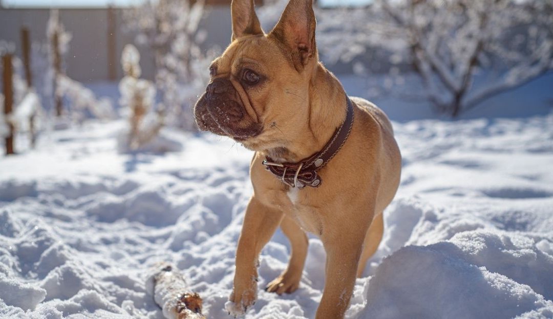 The Dog Only Wants to Go Outside When Dressed: A Dog Who Refuses to Go Out Without Clothes