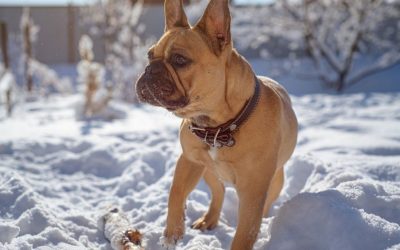 The Dog Only Wants to Go Outside When Dressed: A Dog Who Refuses to Go Out Without Clothes