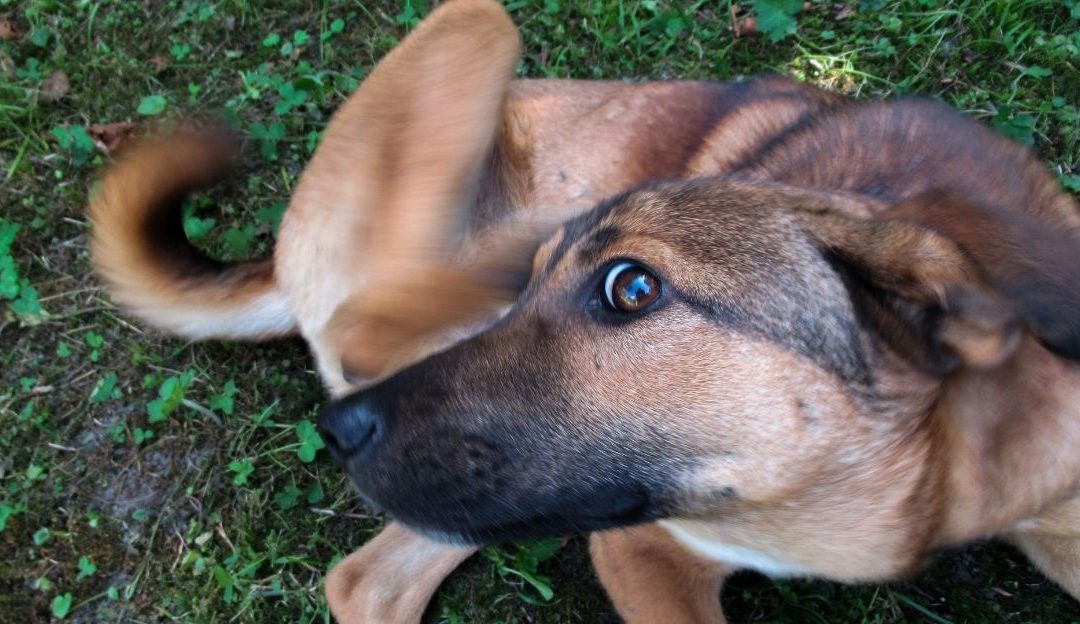 In the Claws of Allergy: When a Dog Can No Longer Digest the Life You’re Living