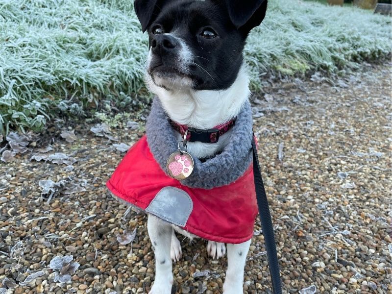 A dog showing dog anxiety while the owner is dressing it in a sweater for a walk