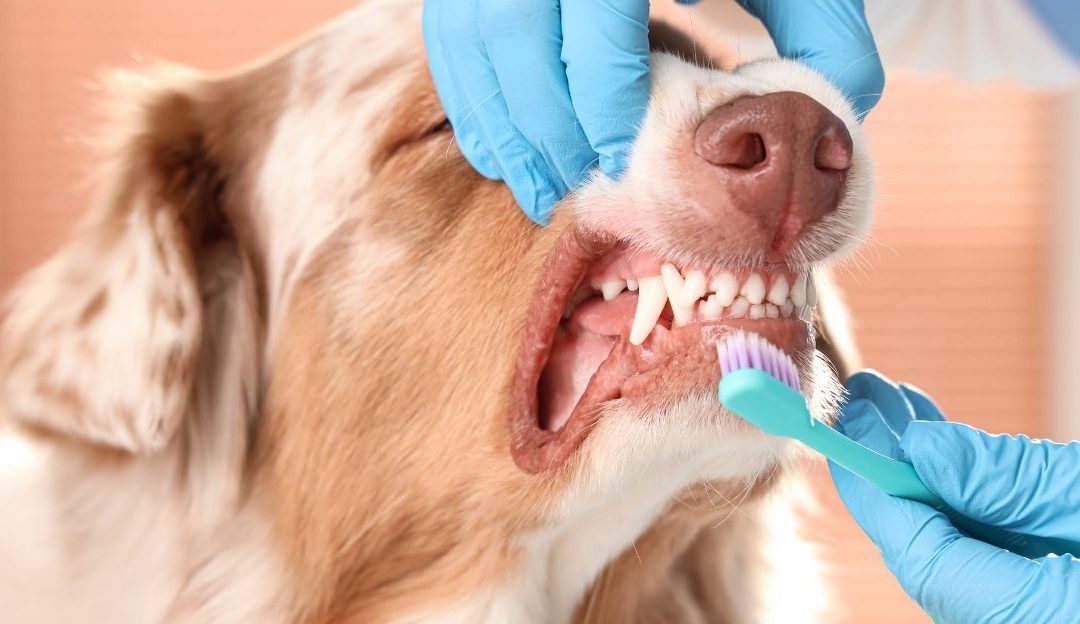 Teeth Cleaning in Dogs: More Than Aesthetic Care