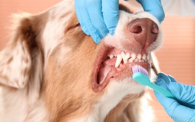 Teeth Cleaning in Dogs: More Than Aesthetic Care