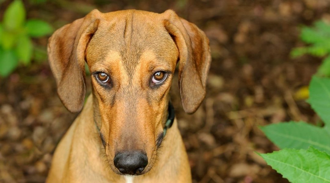 A peaceful landscape with a dog walking away in the distance symbolizing euthanasia in dogs vs a natural spiritual transition