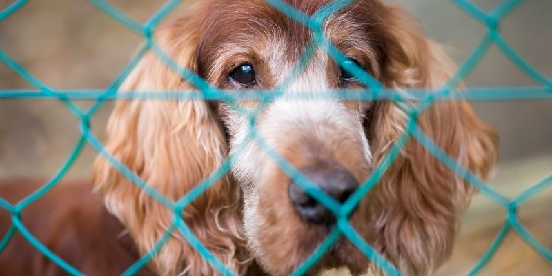 A dog waiting for euthanasia at a clinic reflecting how euthanasia in dogs becomes a mask